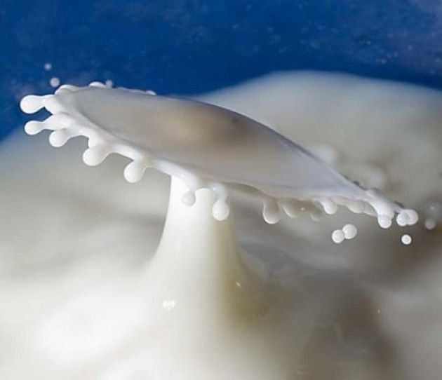 Bordo (SEL), sulle quote latte: ‘Le multe gravano su chi ha rispettato le regole’