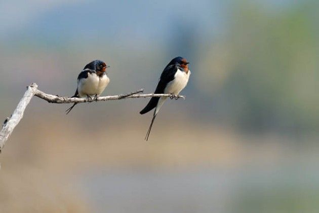 Senza stalle niente rondini in Primavera
