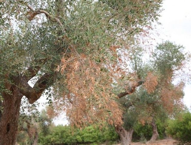 Xylella, scatta l’allarme in Lombardia: il batterio in alcune piante del Costa Rica