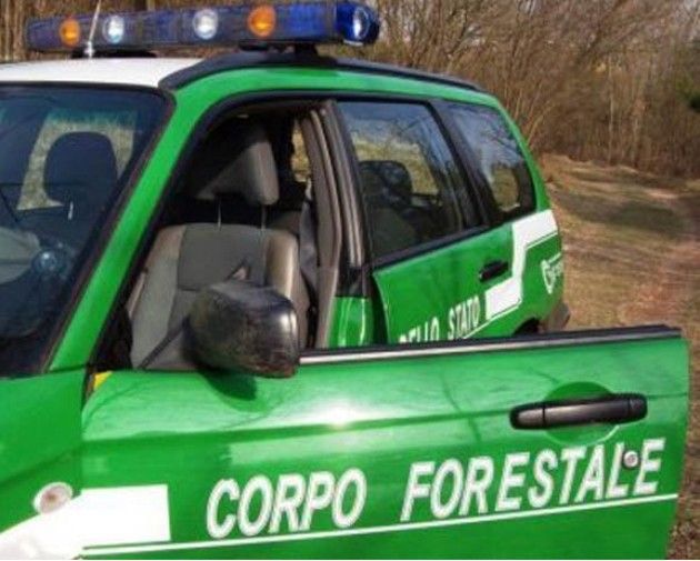 La Forestale va rafforzata non accorpata alle Forze di Polizia