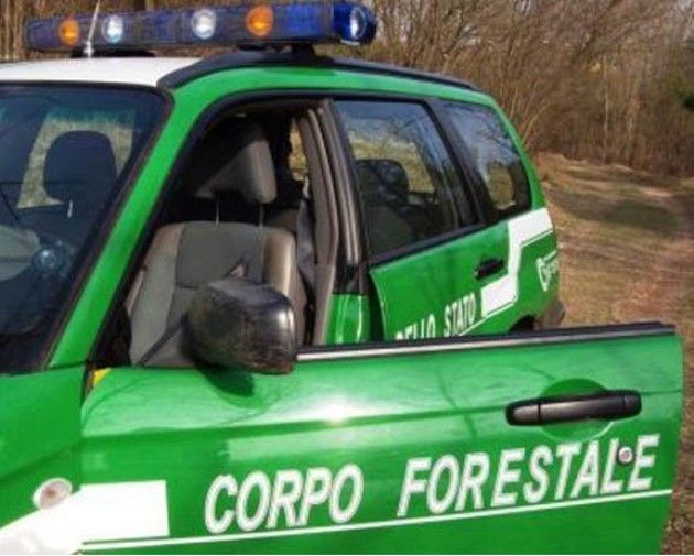 La Forestale va rafforzata non accorpata alle Forze di Polizia
