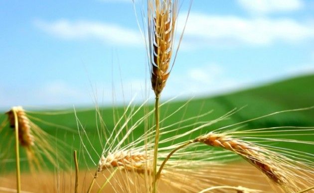 Agri&Food di CremonaFiere n. 46