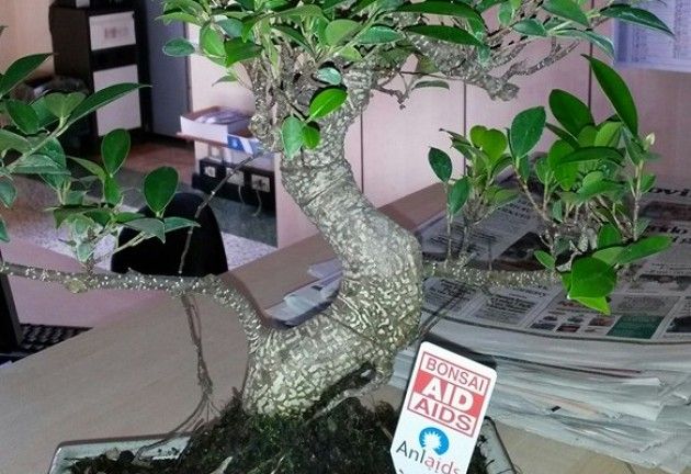 Torre de Picenardi Un bonsai per una vita senza AIDS