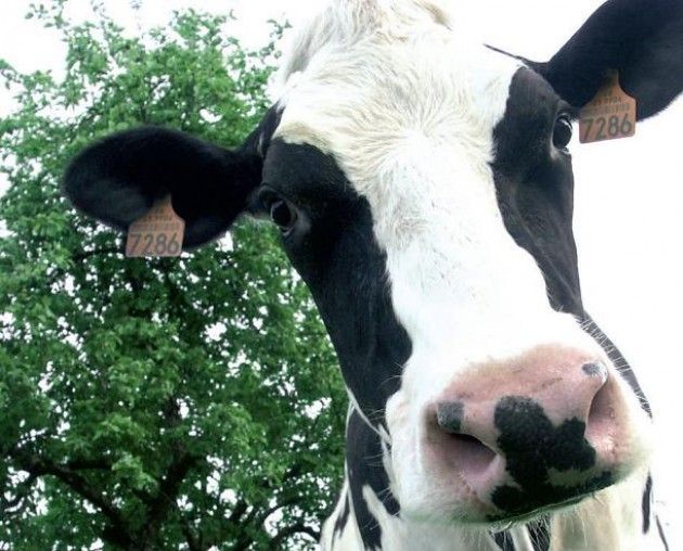 Coldiretti Cremona: ‘Parliamo di latte’, venerdì convegno a FierGrumello