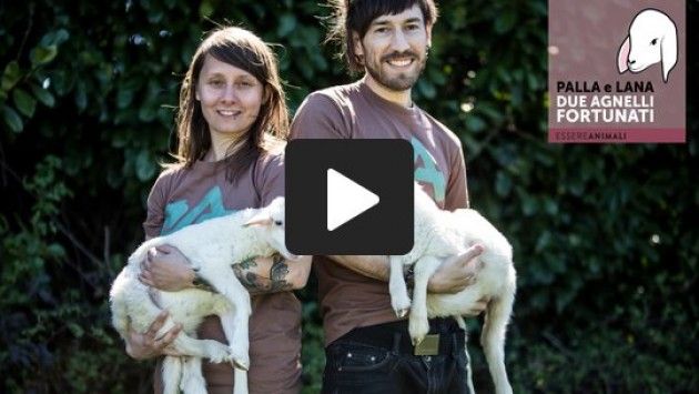 Essere Animali: ‘Due agnelline salvate dalla stalla degli orrori’