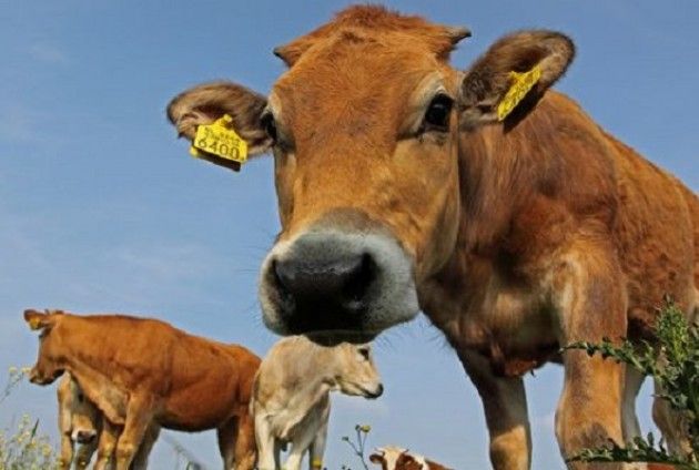 Industria lattierocasearia slovacca A rischio collasso con la fine delle quote latte UE