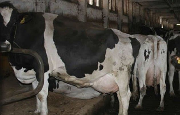 Coldiretti, intesa tra Lactalis e Deu Op, stangata a stalle e consumatori