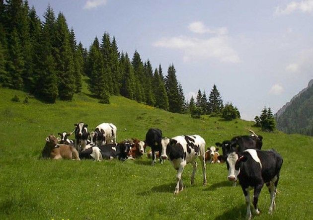 Coldiretti Cremona: ‘Anticipo Pac, boccata d’ossigeno per le aziende’