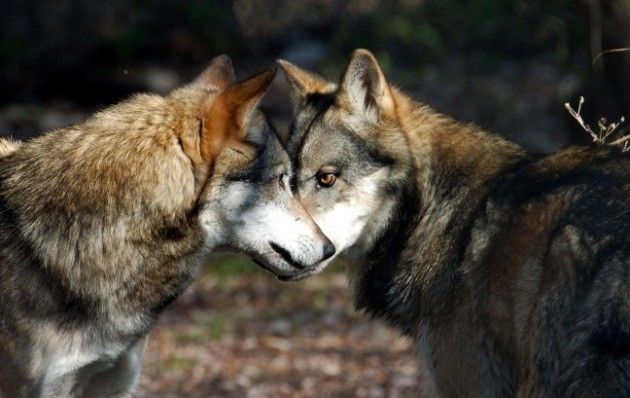 Cave Danesi di Soncino, l’Unione Europea bacchetta l’Italia: ‘Fermate il degrado’