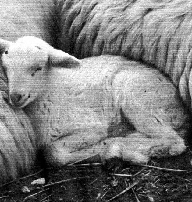 Con largo anticipo, le prime richieste di non utilizzare animali nel presepe