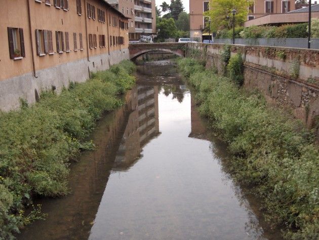 Moria di pesci nel torrente Arno a Lonate Pozzolo (Varese), faunistica in azione