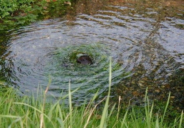 Fontanili,rogge e canali nell’Unesco. | A.Alloni (Pd)