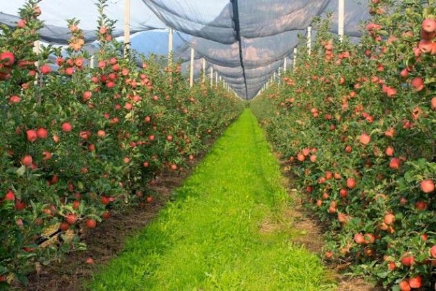 Allarme Coldiretti, tagliato 1 albero da frutta su 3