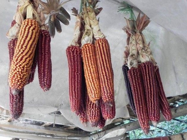In cammino 'Green food' sul Pianalto nel Cremasco