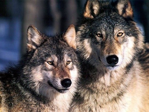 Cremona Incontro con ‘Una giovane donna a caccia di lupi’