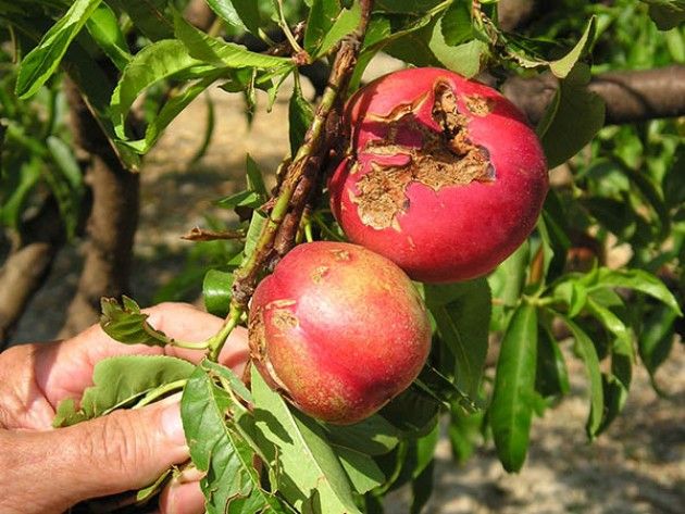 Maltempo in Lombardia, la grandine colpisce