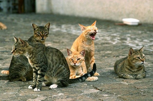 Dalla provincia di Cremona: un gattile per Crema, Agazzi interpella il Sindaco