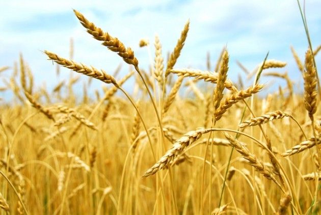 Expo 2015 : La festa del pane dalla spiga alla tavola