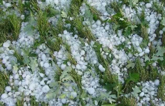 Maltempo, tempesta di grandine nel Mantovano: danni fino al 90 per cento su frumento e meloni