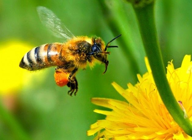 Aprono le ‘oasi delle api’: 40 mila metri di fiori per il relax degli insetti