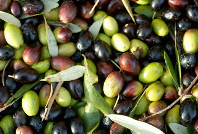 Coldiretti denuncia, Italia invasa dall'olio tunisino