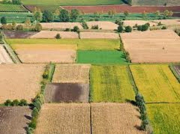 Osservatorio Agri&Food di CremonaFiere n. 55