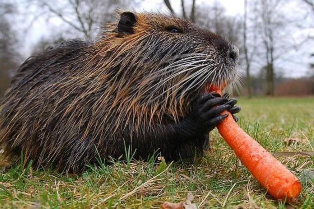 Nutrie in provincia di Cremona, anche a Vaiano Cremasco ‘Uccidere è reato’