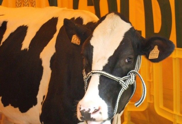  Protesta Coldiretti a Roma: No al formaggio senza latte