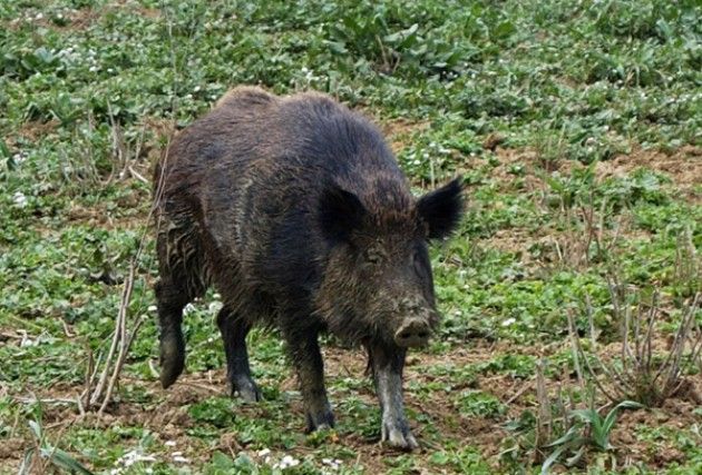 Denuncia di Coldiretti: fauna selvatica attacca campi, 2.400 assalti
