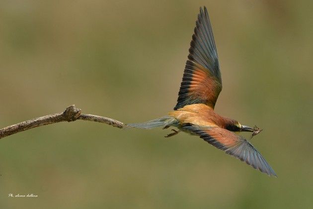 Crema I rimedi naturali : la lotta integrata ai tafani | Alvaro Dellera