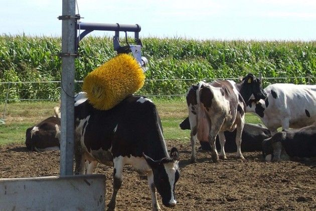 Caldo : 20 milioni di litri di latte in meno per le mucche stressate nelle stalle