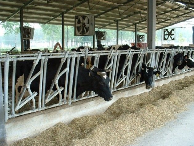 Caldo : 20 milioni di litri di latte in meno per le mucche stressate nelle stalle