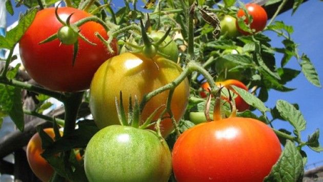 Caldo, corsa contro il tempo per il pomodoro: la raccolta scatta in anticipo