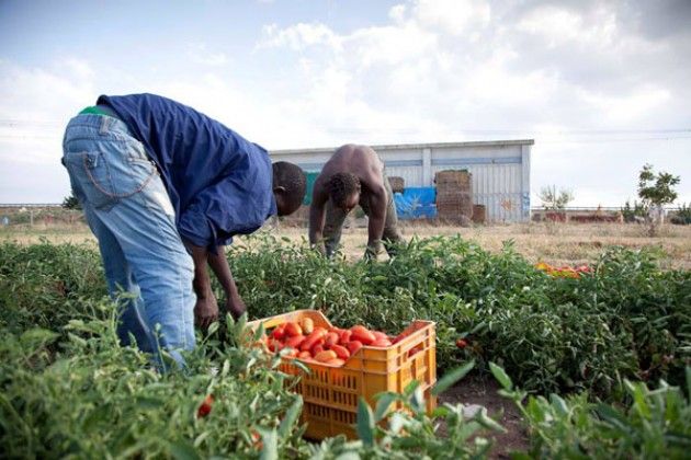 Lombardia, pomodori prematuri per il caldo