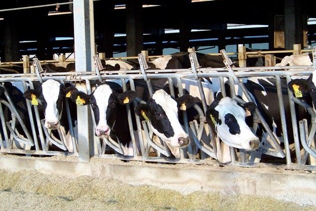 Latte, accordo con la cooperazione. Prandini: ‘Finita l’incertezza sul prezzo’