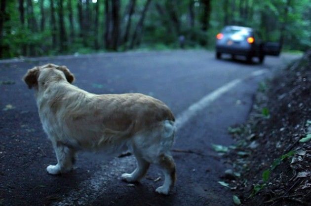 Chi abbandona gli animali è un vigliacco di Giorgino Carnevali