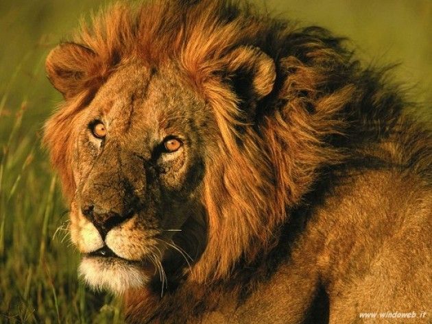 Prima che il mondo si scordi di Cecil firma anche tu