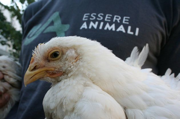 Attivisti di Essere Animali salvano in extremis 5 polli dopo l'incidente sulla statale 76 vicino Ancona