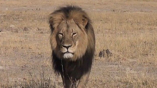 Egregio direttore, la crudele e immotivata uccisione di Cecil di Elia Sciacca