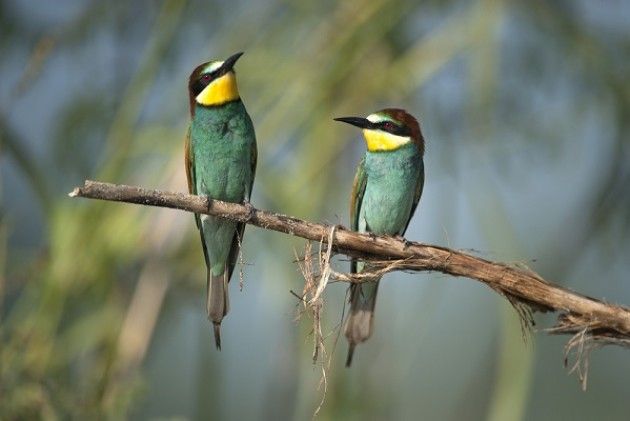 Expo, la classifica delle minacce aliene: dalla Popillia Japonica al pesce siluro