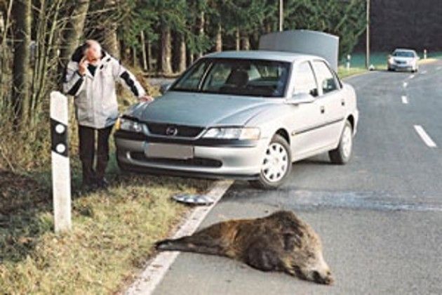 Cinghiali Boom degli incidenti stradali 500 schianti all’anno con animali selvatici