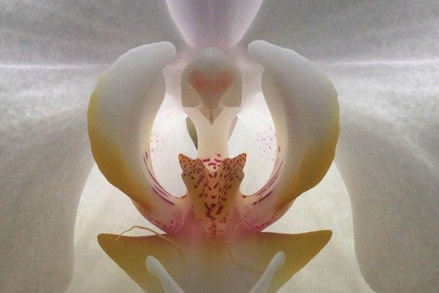 La Rete degli Orti Botanici in mostra itinerante Quello che le piante non dicono