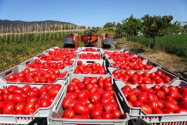 Nasce il colosso del pomodoro italiano e il Po diventa il fiume dell’oro rosso