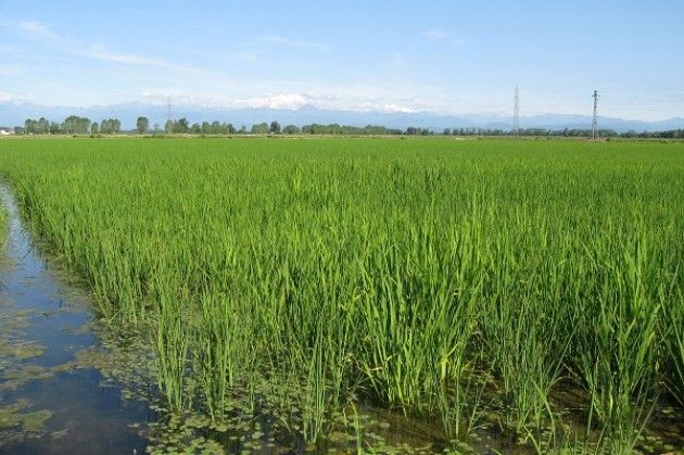 Riso, conto alla rovescia per la raccolta: anticipo di dieci giorni, +6% superfici