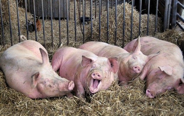 Coldiretti: scomparsi 600 maiali. 13% di prosciutti in meno