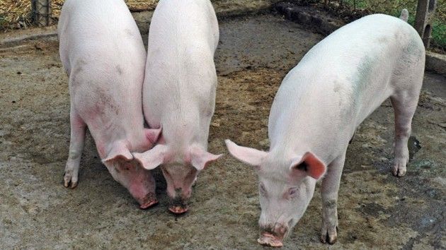 Suini, ad agosto 2015 è migliorata la redditività degli allevatori