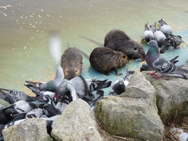 La Provincia di Cremona approva il piano di controllo della nutria 2015-2017