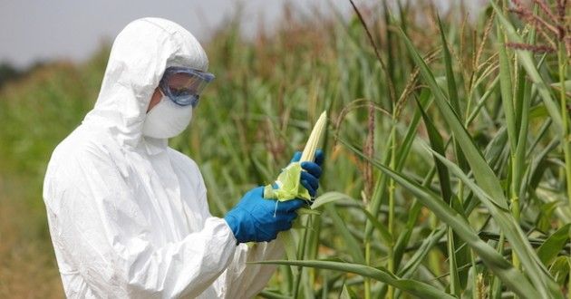 Monsanto e Syngenta mettono a rischio la vita sul nostro pianeta