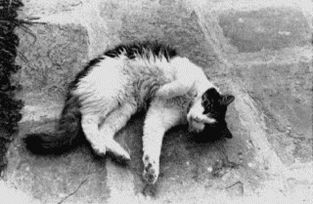 Gatto incaprettato a Cremona Purtroppo queste  crudeltà verso gli animali sono frequenti