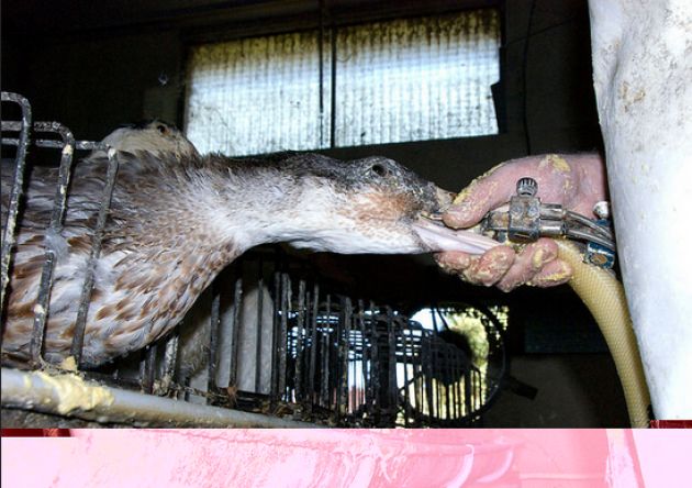 FOIE GRAS Ecco che cosa accade alle anatre ed alle oche